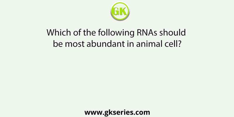 Which of the following RNAs should be most abundant in animal cell?