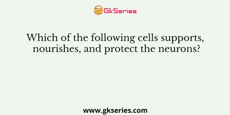 Which of the following cells supports, nourishes, and protect the neurons?