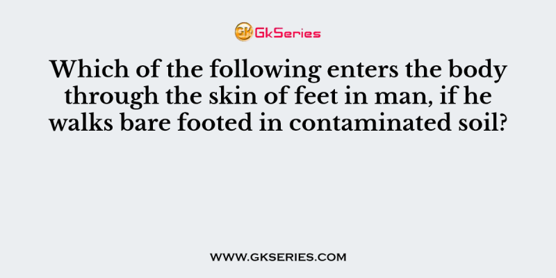Which of the following enters the body through the skin of feet in man, if he walks bare footed in contaminated soil?