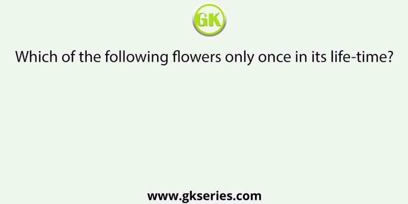 Which of the following flowers only once in its life-time?
