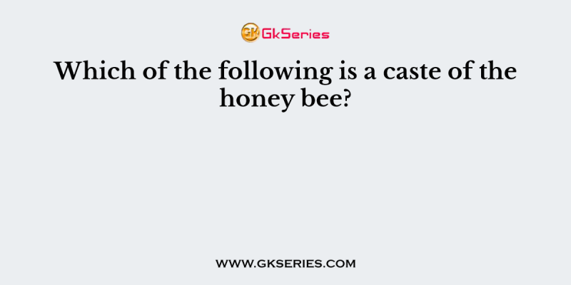 Which of the following is a caste of the honey bee?