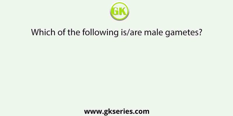 Which of the following is/are male gametes?