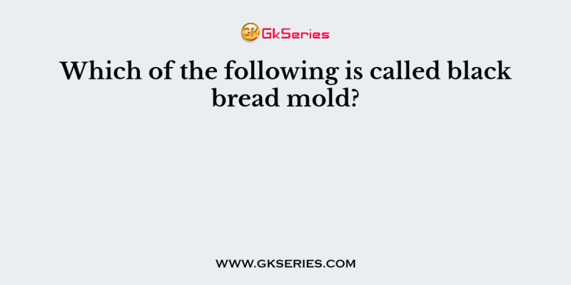 Which of the following is called black bread mold?