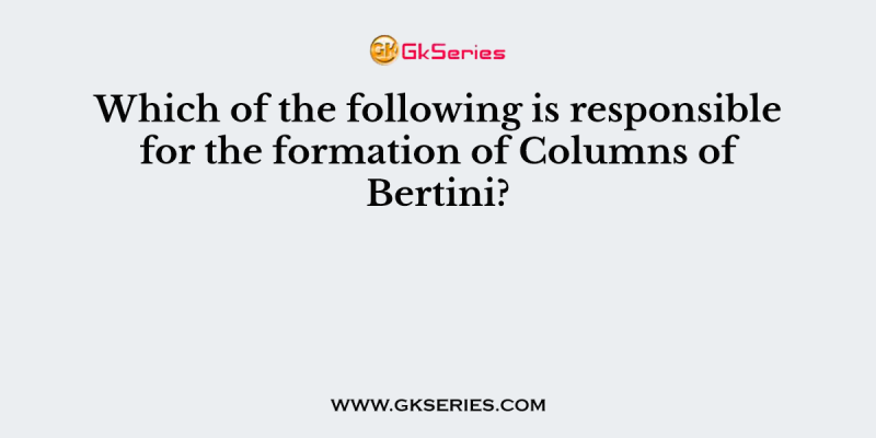 Which of the following is responsible for the formation of Columns of Bertini?