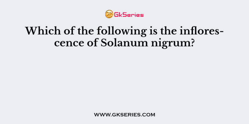 Which of the following is the inflorescence of Solanum nigrum?