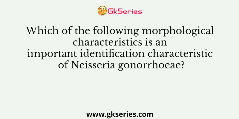 Which of the following morphological characteristics is an important identification characteristic of Neisseria gonorrhoeae?