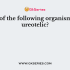 In ureotelic organisms, ammonia is converted into which of the following?