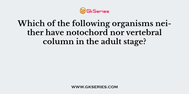 Which of the following organisms neither have notochord nor vertebral column in the adult stage?