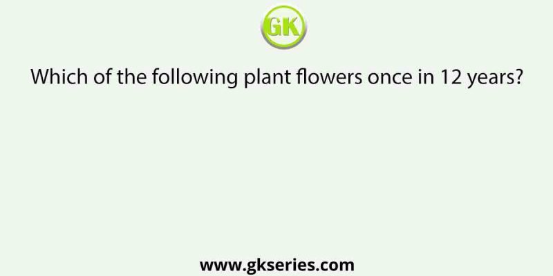 Which of the following plant flowers once in 12 years?