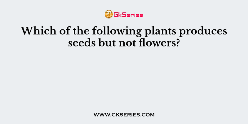 Which of the following plants produces  seeds but not flowers?