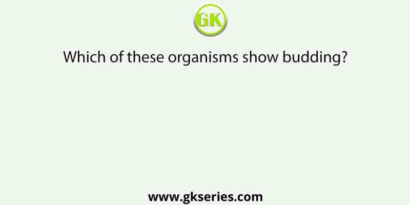 Which of these organisms show budding?