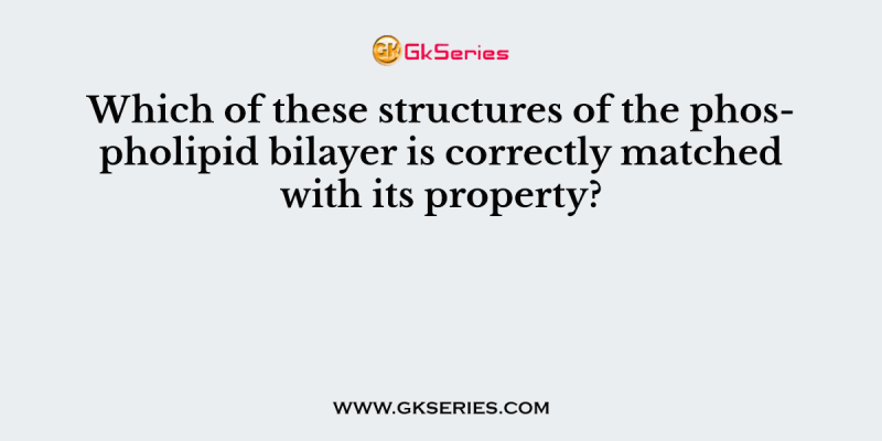 Which of these structures of the phospholipid bilayer is correctly matched with its property?