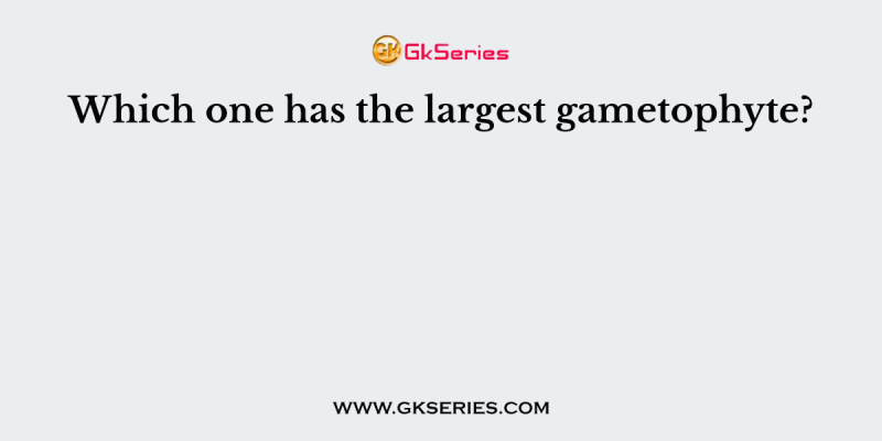 Which one has the largest gametophyte?