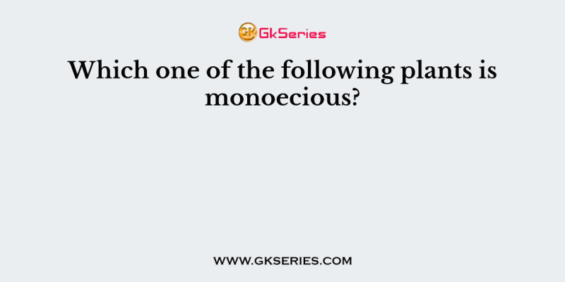 Which one of the following plants is monoecious?