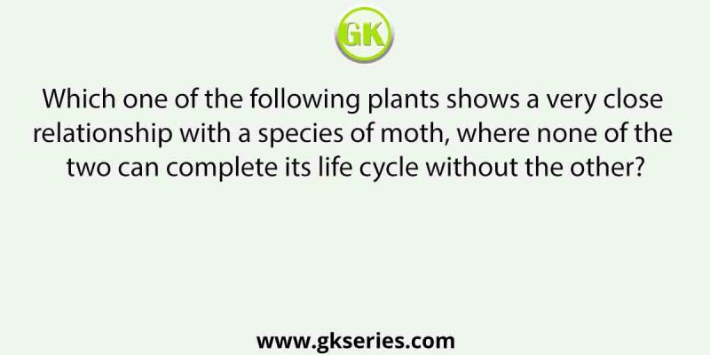 Which one of the following plants shows a very close relationship with a species of moth, where none of the two can complete its life cycle without the other?