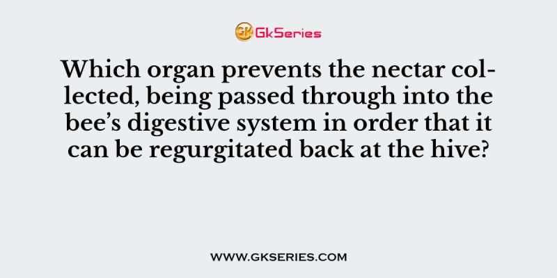 Which organ prevents the nectar collected, being passed through into the bee’s digestive system in order that it can be regurgitated back at the hive?