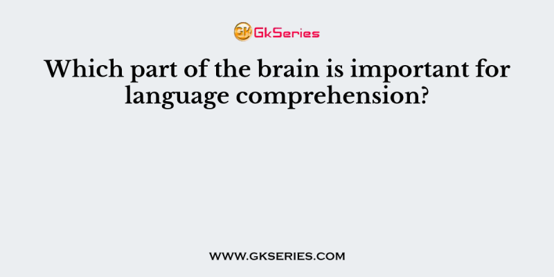 Which part of the brain is important for language comprehension?