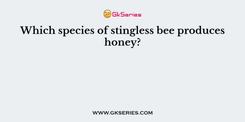 Which species of stingless bee produces honey?