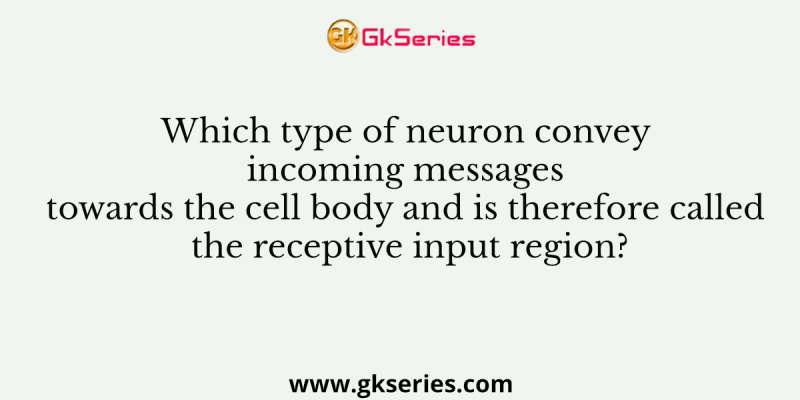 Which type of neuron convey incoming messages towards the cell body and is therefore called the receptive input region?