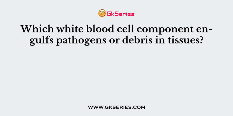 Which white blood cell component engulfs pathogens or debris in tissues?