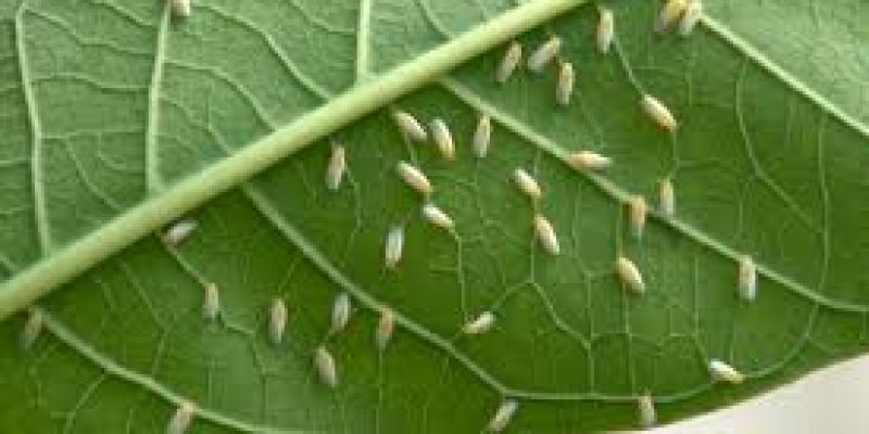 Whiteflies was increasing due to their polyphagous nature