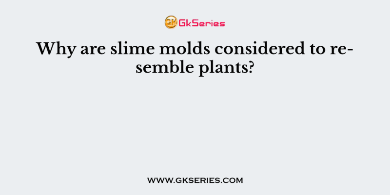 Why are slime molds considered to resemble plants?