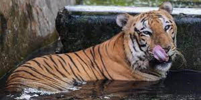 Wildlife board approves new tiger reserve in Madhya Pradesh