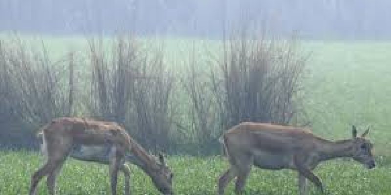 Wildlife census begins in Kalakad Mundanthurai Tiger Reserve