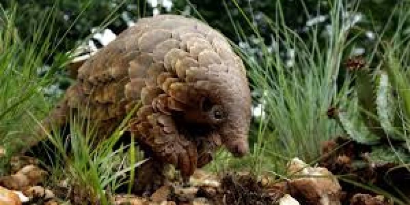 Wildlife forensics helps cause of pangolins