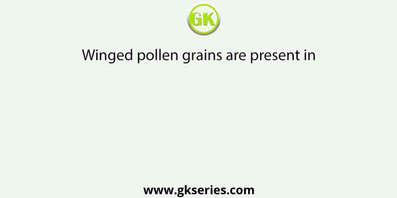 Winged pollen grains are present in