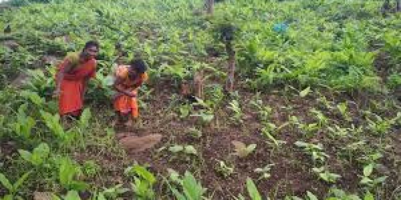 Women growing turmeric in Odisha’s Koraput district