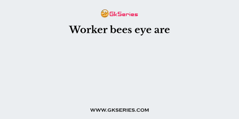 Worker bees eye are