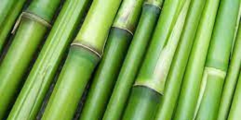 World Bamboo Day 2022 observed on 18th September