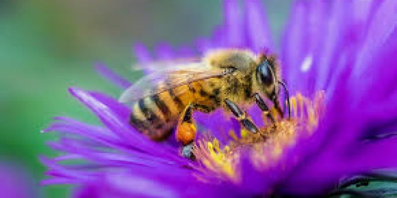 World Bee Day 2021