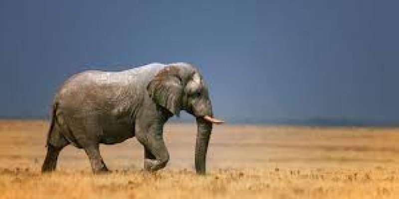 World Elephant Day 2021