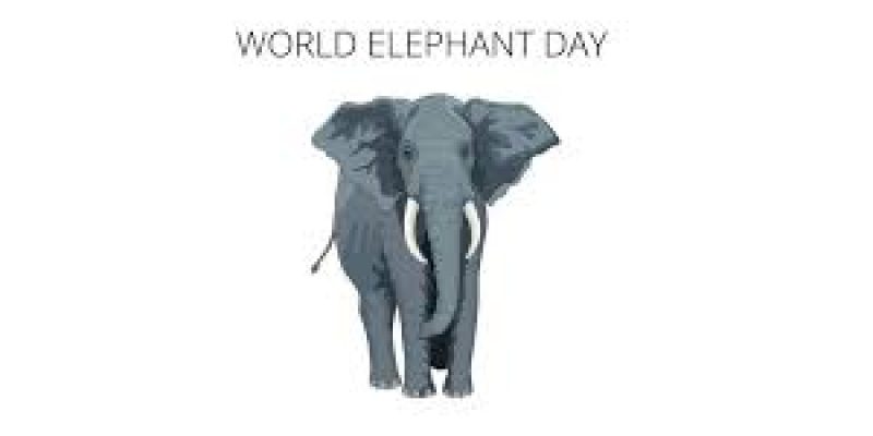 World Elephant Day 2023: Date, Significance and History