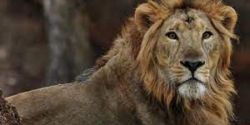World Lion Day 2021