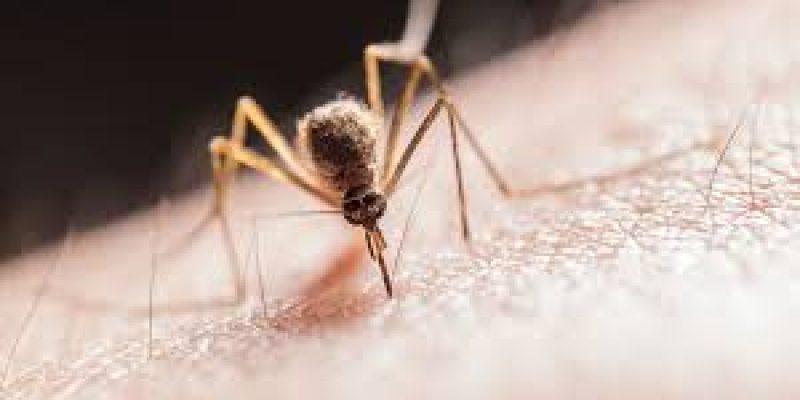 World Malaria Day 2021