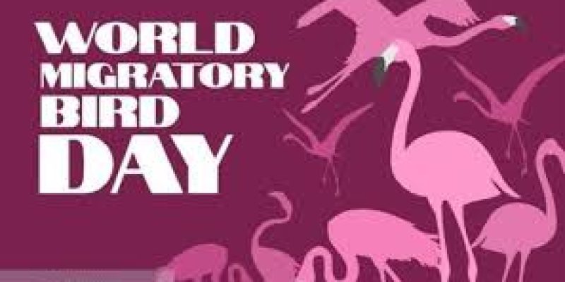 World Migratory Bird Day 2020