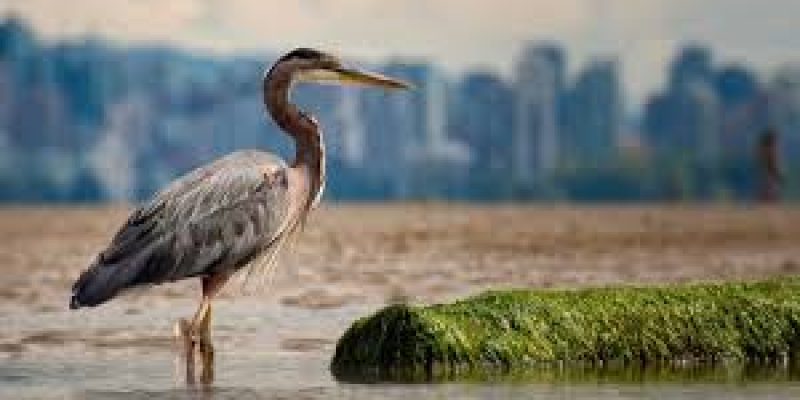 World Migratory Bird Day Revealed Theme For 2025