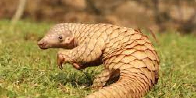 World Pangolin Day 2023 observed on February 18th