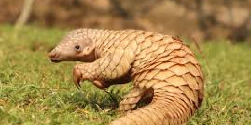 World Pangolin Day 2025