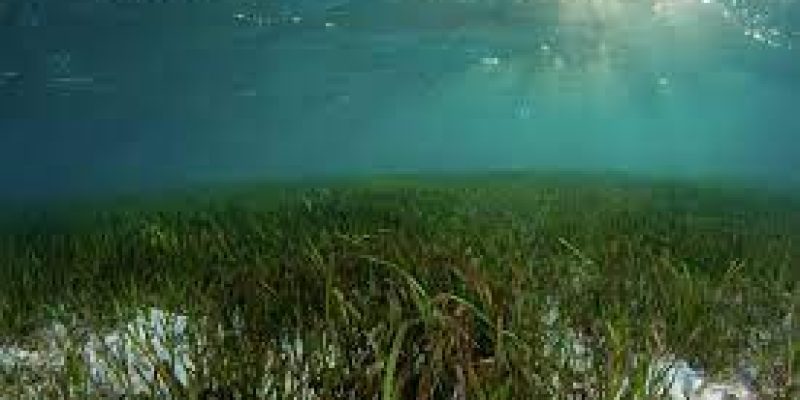 World Seagrass Day 2023 observed on 1st March
