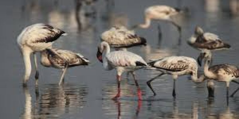 World Wetlands Day 2025: Date, Theme