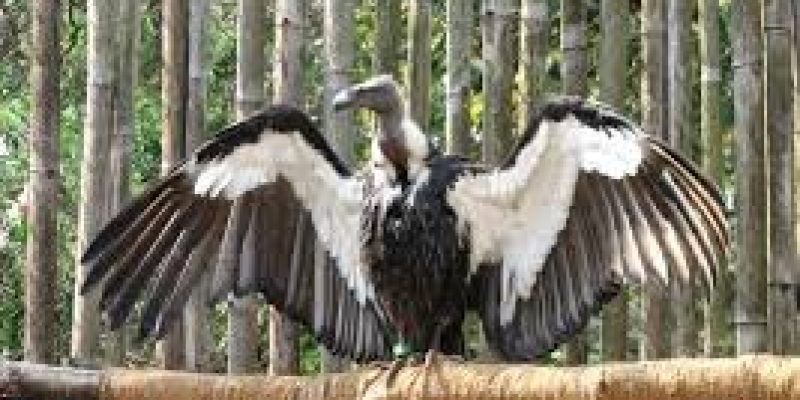 World’s First Asian King Vulture Conservation Center Inaugurated in Uttar Pradesh