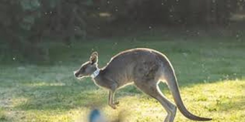 World’s First Kangaroo Embryos Created via IVF