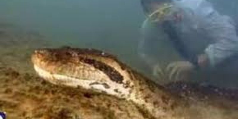 World’s Largest Snake Discovered in the Amazon