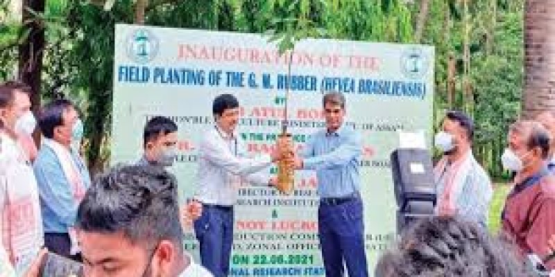 World’s first genetically modified (GM) rubber plant has planted in Assam