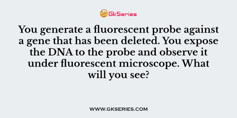 You generate a fluorescent probe against a gene that has been deleted. You expose the DNA to the probe and observe it under fluorescent microscope. What will you see?