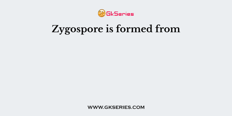 Zygospore is formed from